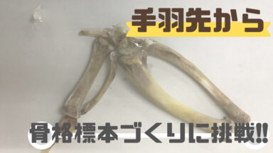 骨格を接着 | 手羽先で骨格標本を作ろう②