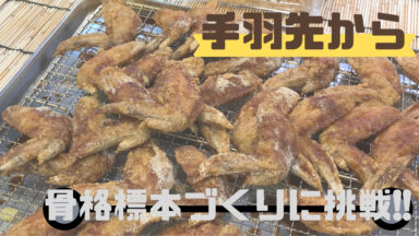 手羽先から骨格へ | 手羽先で骨格標本を作ろう①