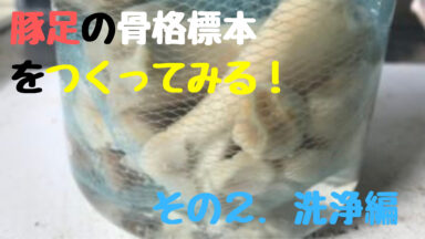 豚足を洗浄 | 豚足の骨格標本を作ろう！②