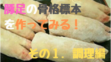 豚足を調理 | 豚足の骨格標本を作ろう！①