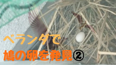 鳩の生態記録② | 鳩の卵は増殖したが・・・痛恨のミス。