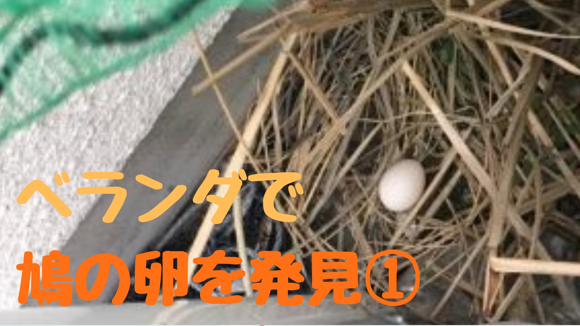 鳩の生態記録① | 自宅のベランダで鳩の卵を発見した。