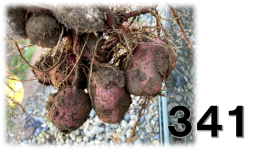 退職後の生存戦略(さつまいも作って自給自足①)