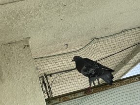 鳩との戦い!