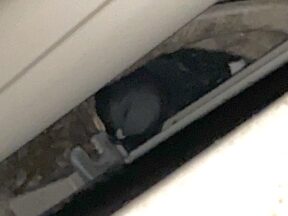 鳩の帰巣本能はすごい!