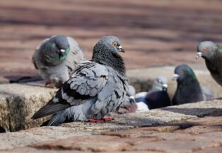 鳩の執念!