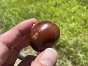 拾った栗を育ててみることにしました。