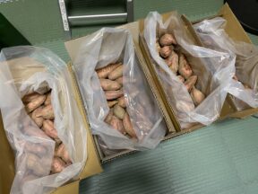 退職後の生存戦略（さつまいも作って自給自足⑥）