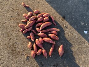健全なる精神は健全なる肉体に宿る!