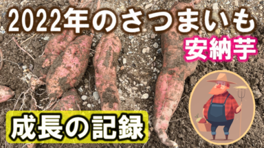 【栽培記録】2022年のさつまいも(安納芋)